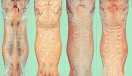 Fat and conformation comparisons for lamb carcases 